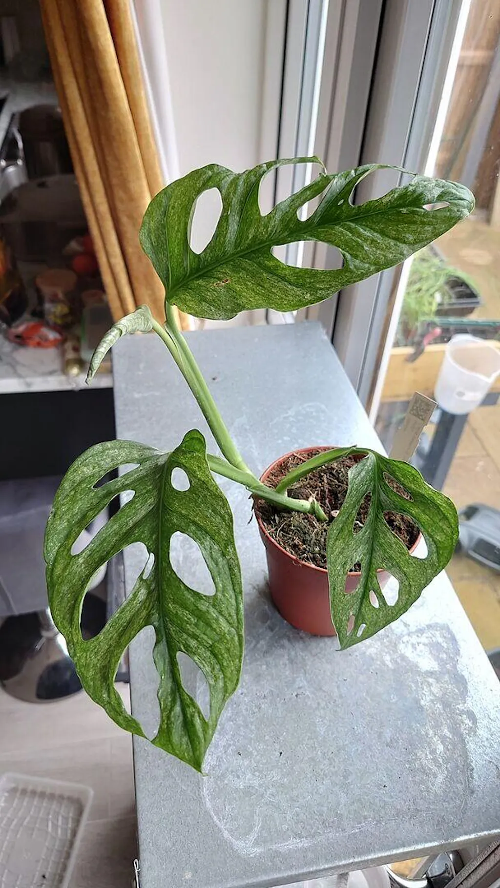 monstera deliciosa plant Monstera Deliciosa 'Swiss Cheese Plant' Houseplant 17cm Pot