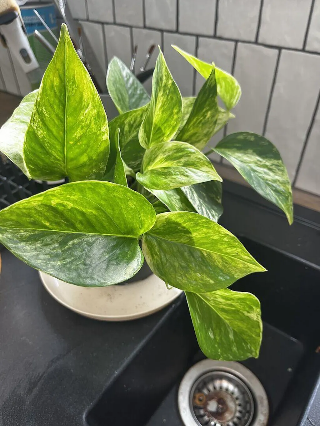 Epipremnum 'Marble Queen' | Plants | GrowTropicals.com