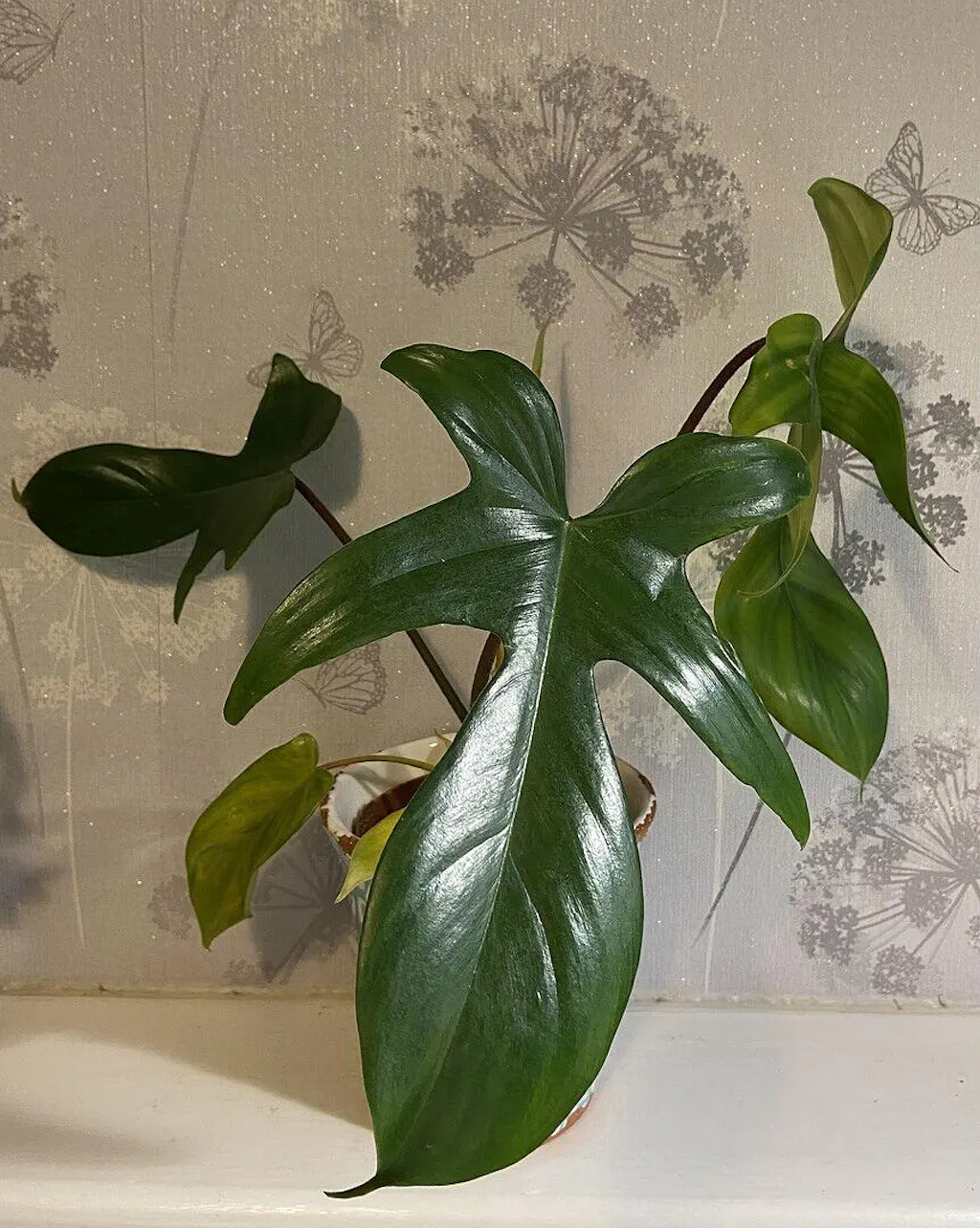 Philodendron Florida Green | Plants | GrowTropicals.com