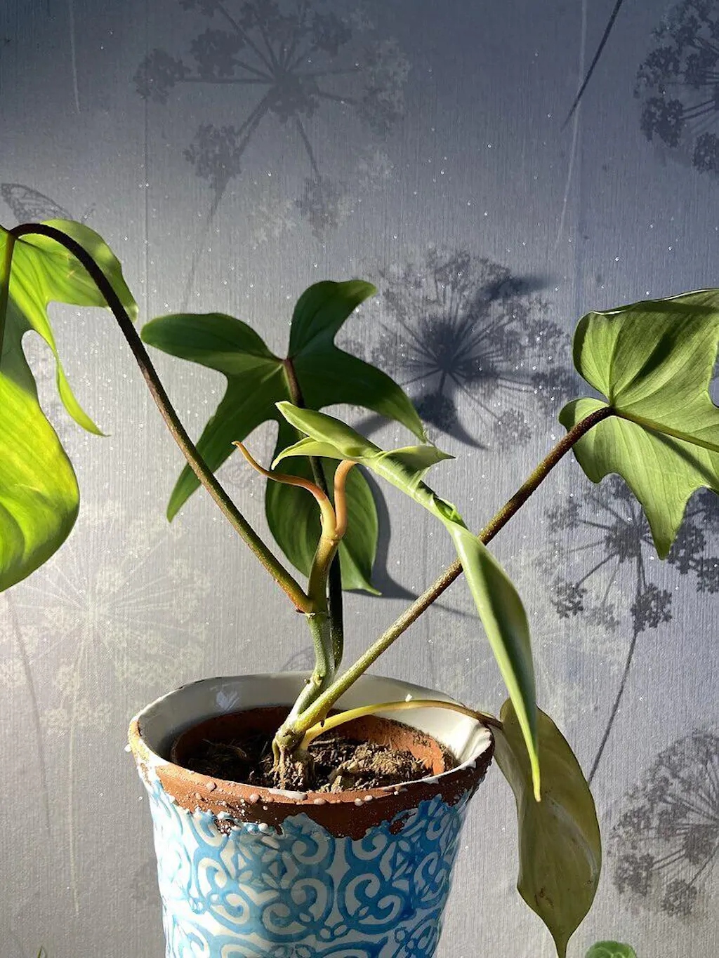philodendron white princess mature Philodendron 'White Princess' main image 0