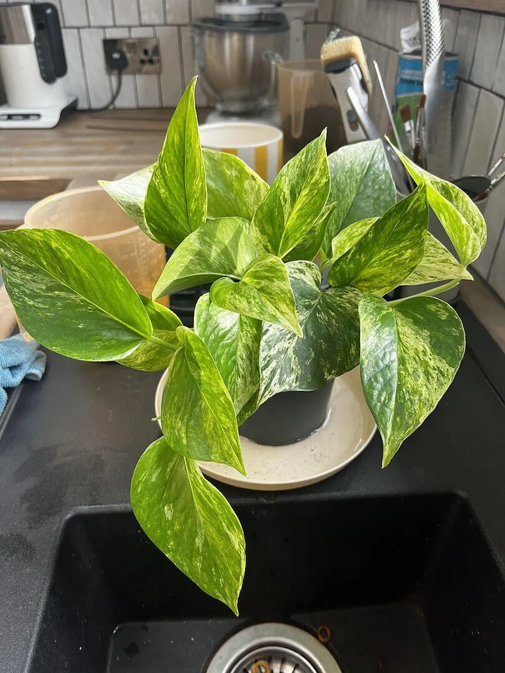 Epipremnum 'Marble Queen' | Plants | GrowTropicals.com