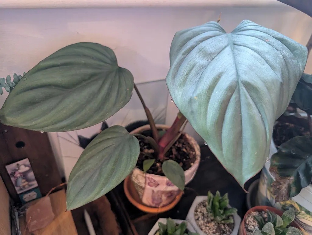 philodendron birkin standort Birkin' Philodendron – Jardineries Botanix main image 0