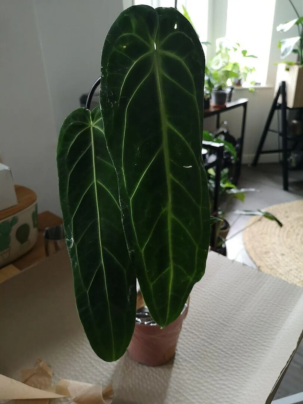 Anthurium warocqueanum | Plants | GrowTropicals.com