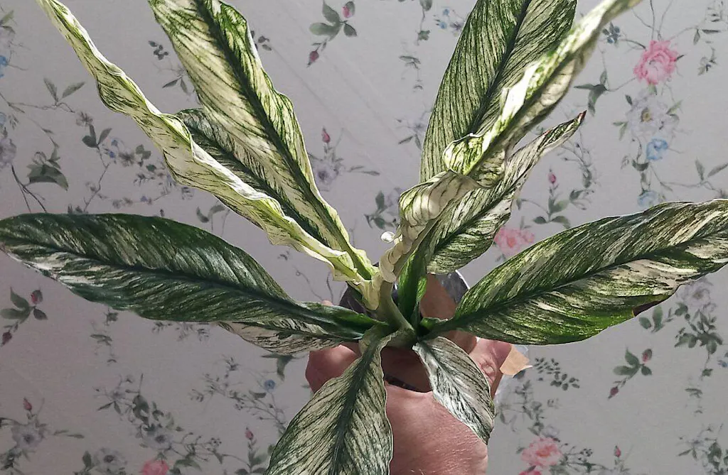 Spathiphyllum Sensation Variegated | Plants | GrowTropicals.com