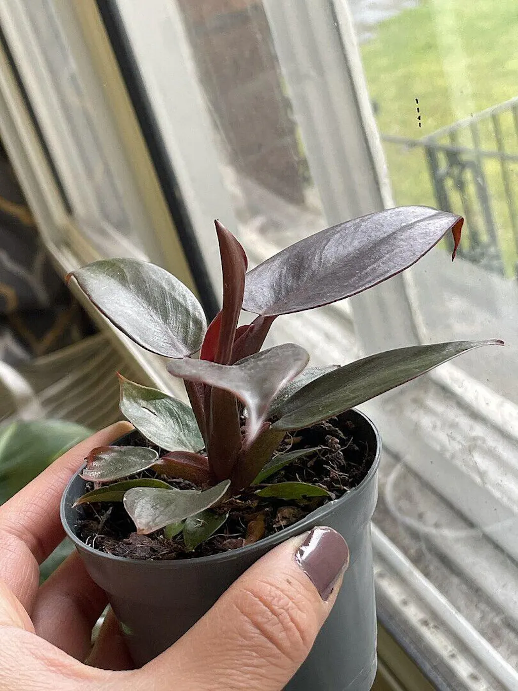 Philodendron Red Sun | Plants | GrowTropicals.com