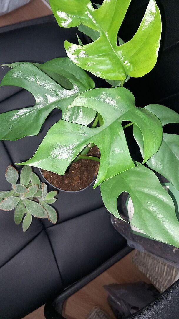 Rhaphidophora Tetrasperma | Plants | GrowTropicals.com