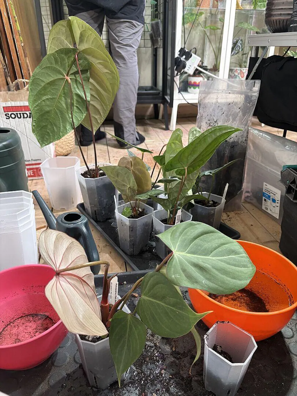 variegated house plants Syngonium Albo Variegated | Podophyllum