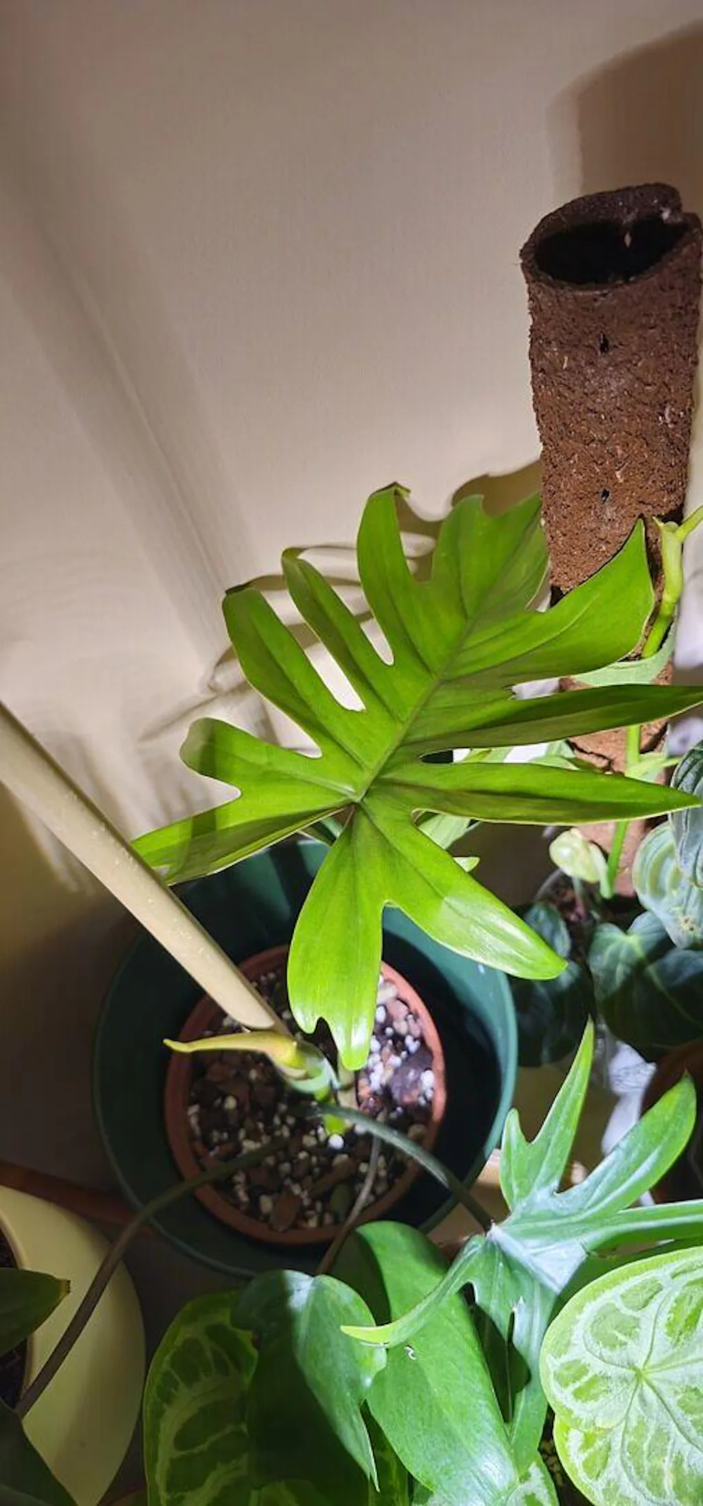 air plant stricta Stricta Green – Air Plant Hub main image 0