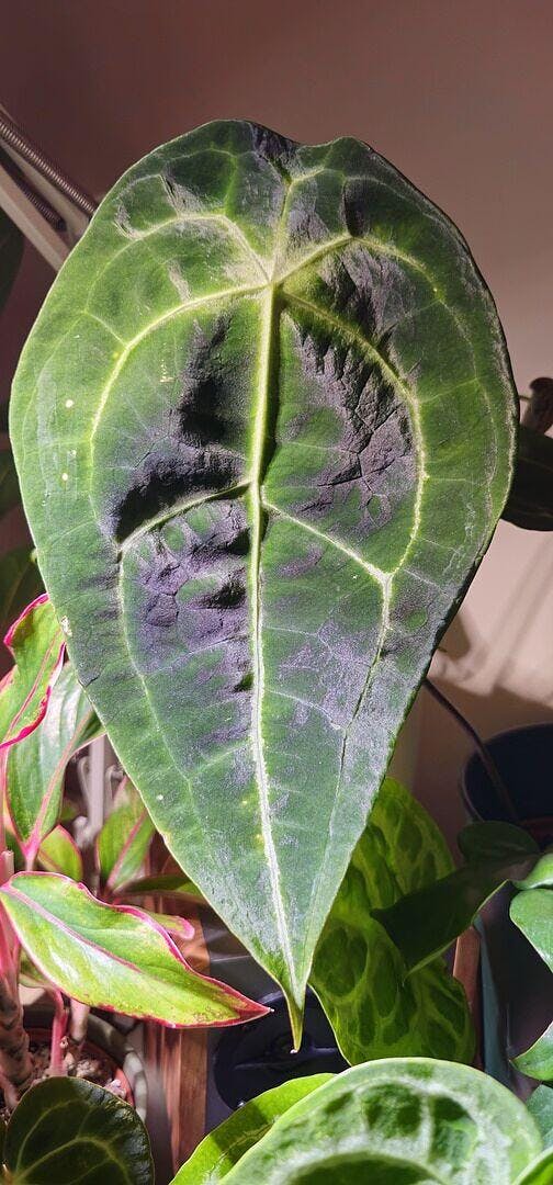 Anthurium forgetii x nigrolaminum gigi | Plants | GrowTropicals.com