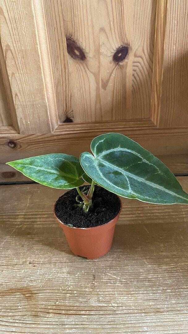 アグラオネマ Anthurium crystallinum | Plants | GrowTropicals.com