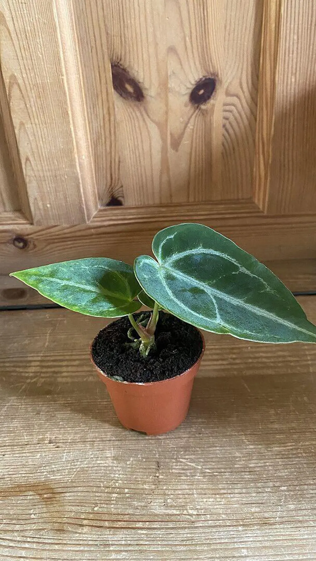 alocasia plant indoor Alocasia 'Tiny Dancers'