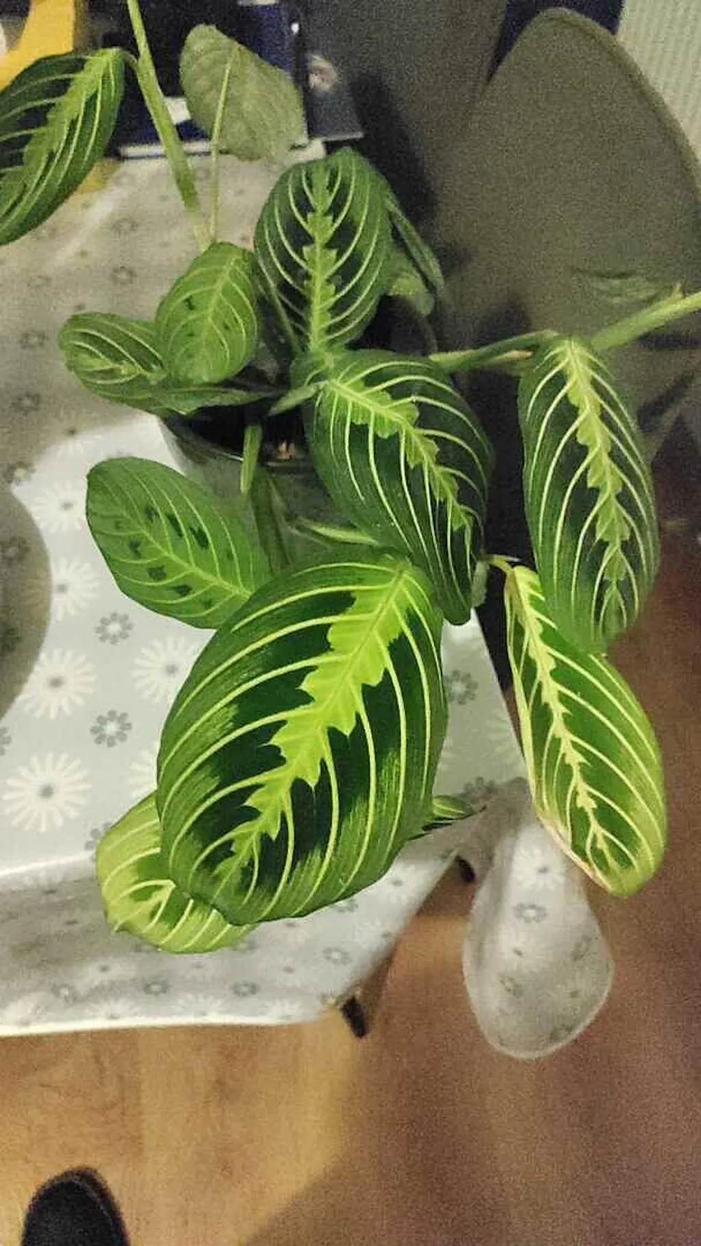 paddle succulent plant Flapjack Kalanchoe Succulents Online In India