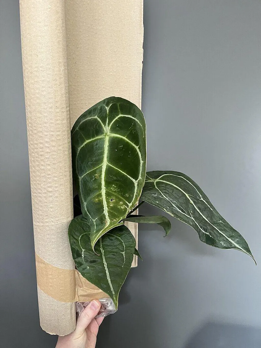Anthurium forgetii x nigrolaminum gigi | Plants | GrowTropicals.com