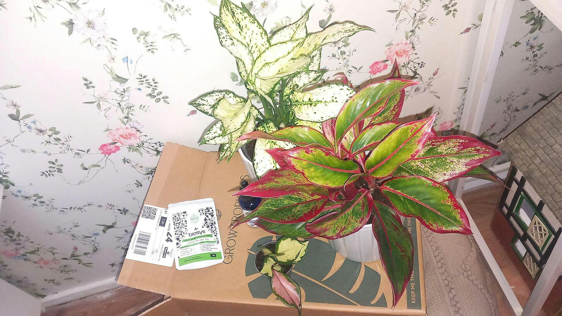 Aglaonema 'White Kiwi' | Plants | GrowTropicals.com