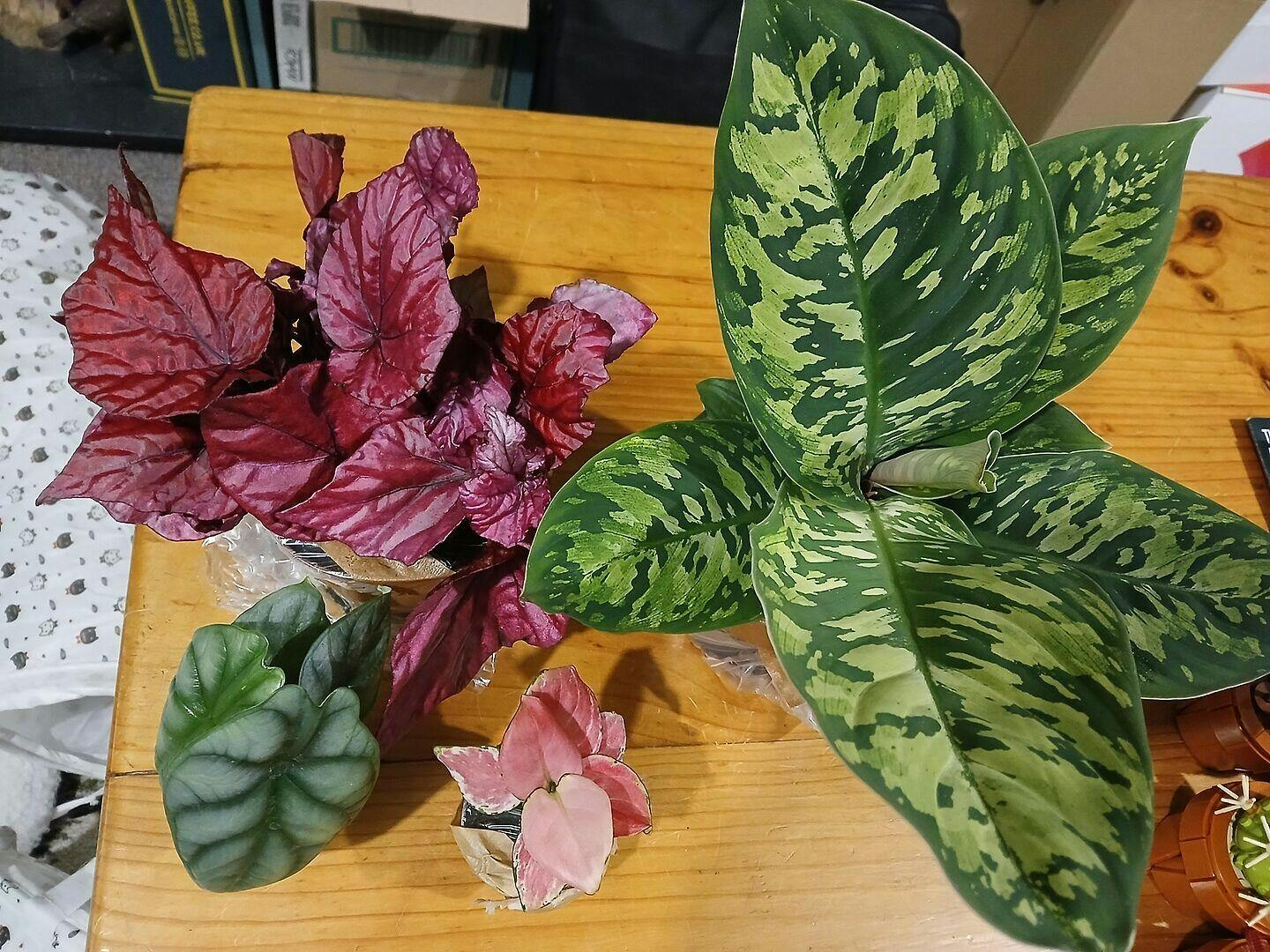 Aglaonema 'Red Zirkon' | Plants | GrowTropicals.com