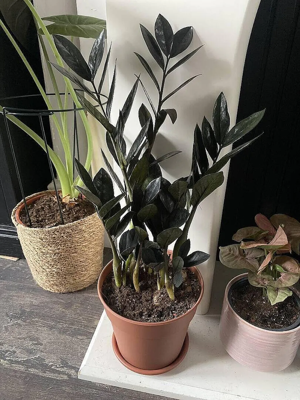 Easy Care Plant Bundle | Plant Bundle | GrowTropicals.com