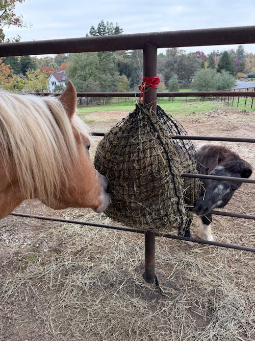 Medium Knotted Slow Feed Hay Net