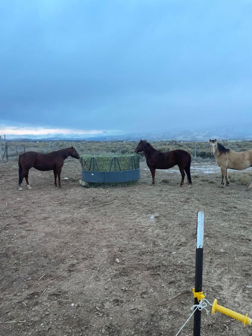 8x3x3, 8x4x3 & 8x4x4 Knotted Large Square Bale Slow Feed Hay Net
