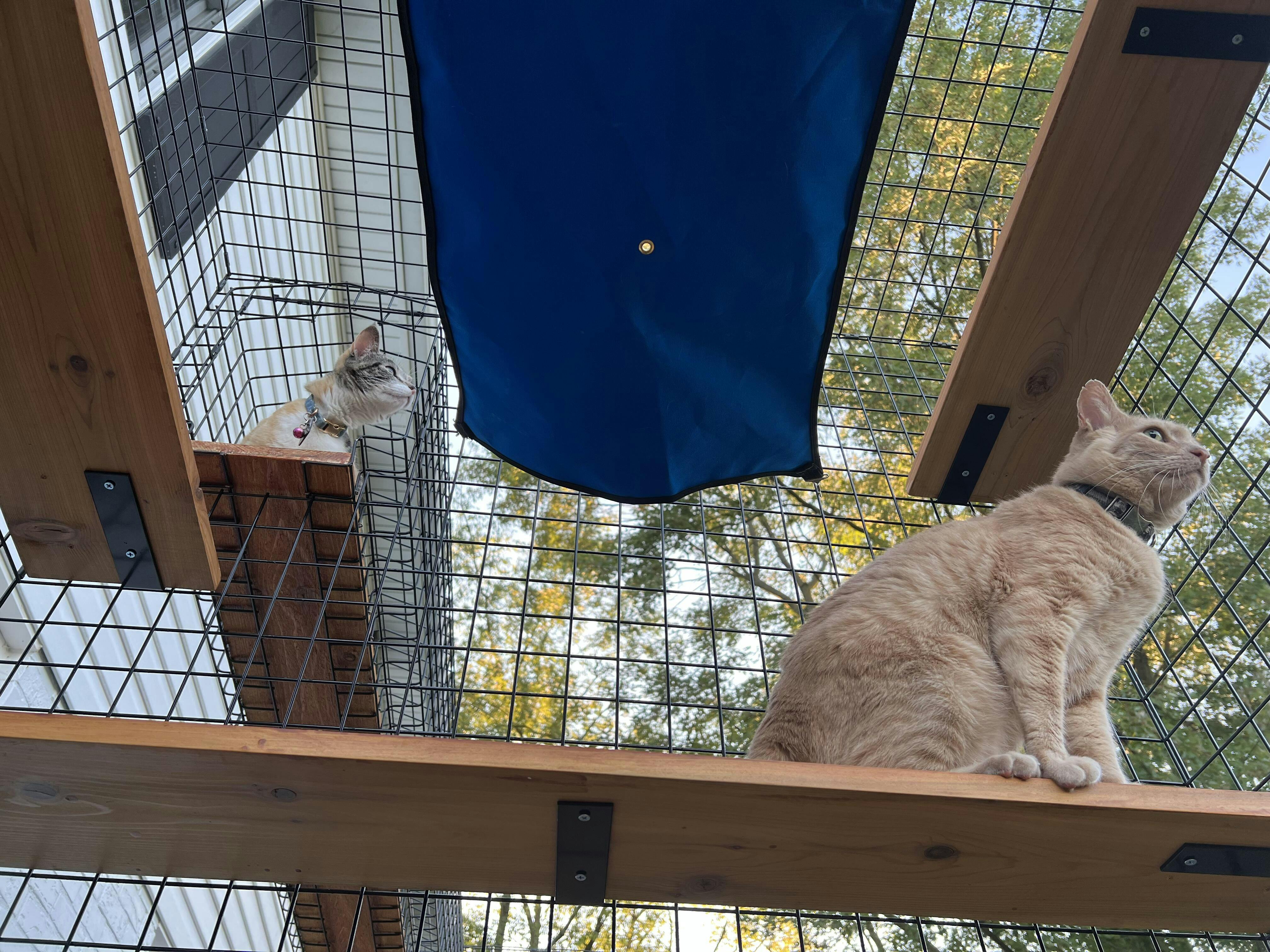 Catio Outdoor Cat Enclosures | Cat Runs By Habitat Haven