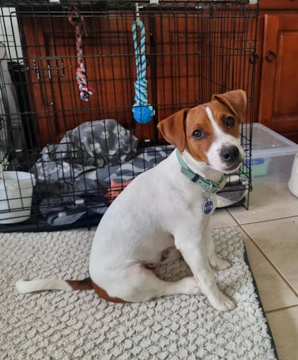 Fox Terrier Beagle Hairy Beagle Jack Russell Dogs Puppies For Sale