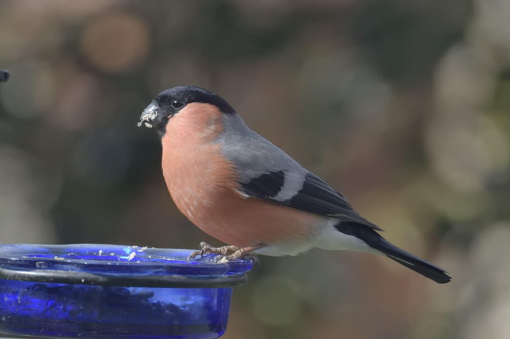 Golden Chorus™ Unique soft wild bird food Haith's