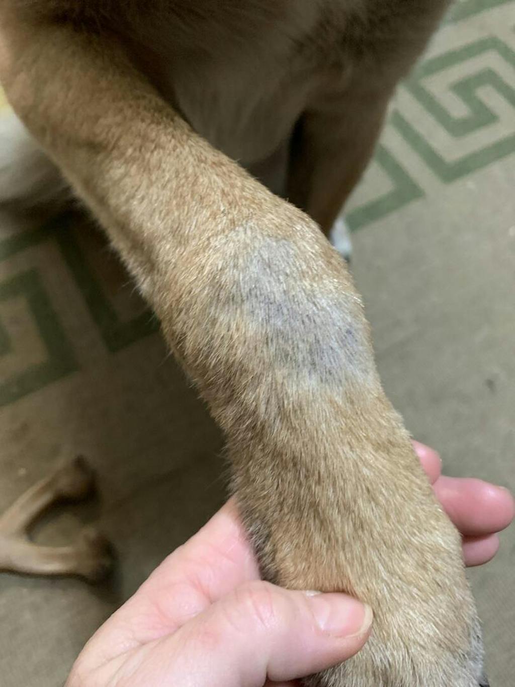 Green Lipped Mussel For Dogs Pet Safe GLX3 for Dogs, Cats and Horses