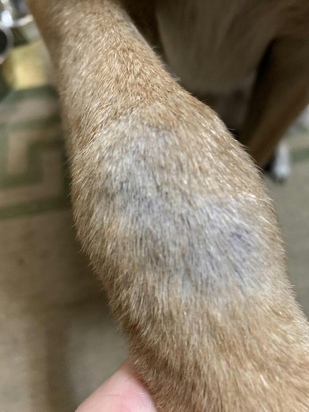 Green Lipped Mussel For Dogs Pet Safe GLX3 for Dogs, Cats and Horses