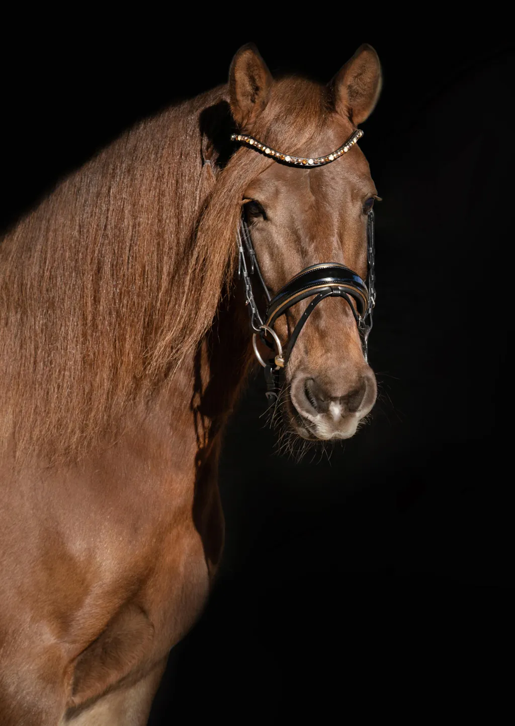 Bride de dressage Eric Thomas Elite