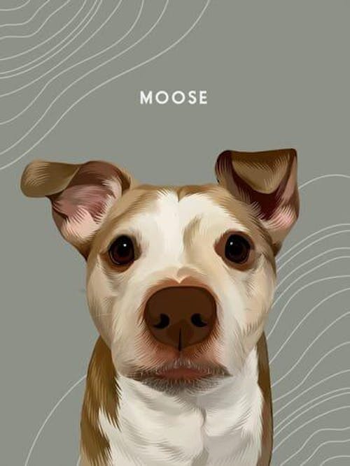 Handsome pets-Modern Pet Portrait