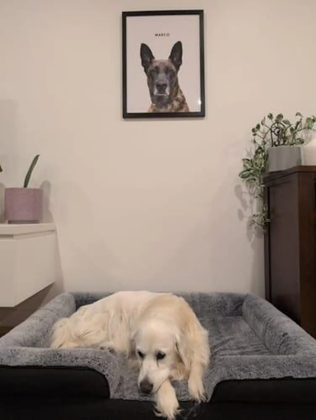 College Yearbook Style -Modern Pet Portrait