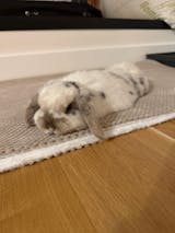 Couverture Nid d'abeille et polaire effet fourrure blanche