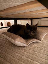 Coussin Grenouille Imperméable SOLO - Velours alvéolé