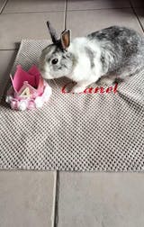 Couverture Nid d'abeille et polaire effet fourrure blanche