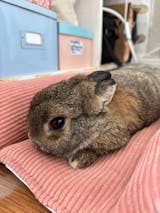 Coussin Grenouille Imperméable SOLO - Velours Côtelé