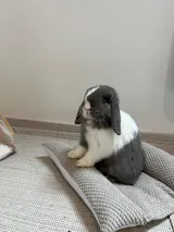 Coussin Grenouille Imperméable SOLO - Velours nid d'abeille