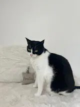 Joujou pour chat - Lainage