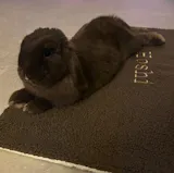 Couverture Moumoute et polaire effet fourrure blanche