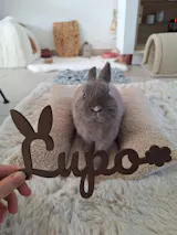 Découpe en bois de prénom lapin
