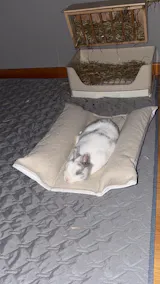 Coussin Grenouille - Spécial été - LIN naturel