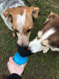 FoldCap™ - Portable Dog Water Bottle