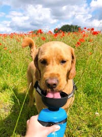 FoldCap™ - Portable Dog Water Bottle