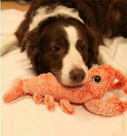 https://judgeme.imgix.net/happier-doggo/1661431421__interactive-dog-toy-lucky-lobster__original.jpg?auto=format&w=500