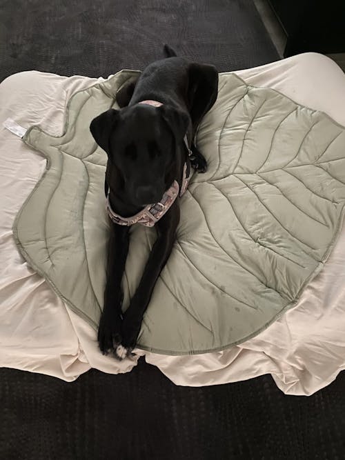 LeafChill Mat – Cooling Dog Mat for Summer, Washable & Reversible
