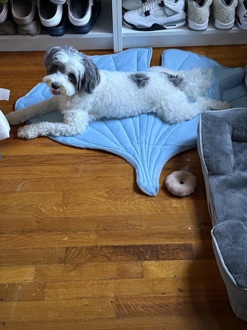 LeafChill Mat – Cooling Dog Mat for Summer, Washable & Reversible