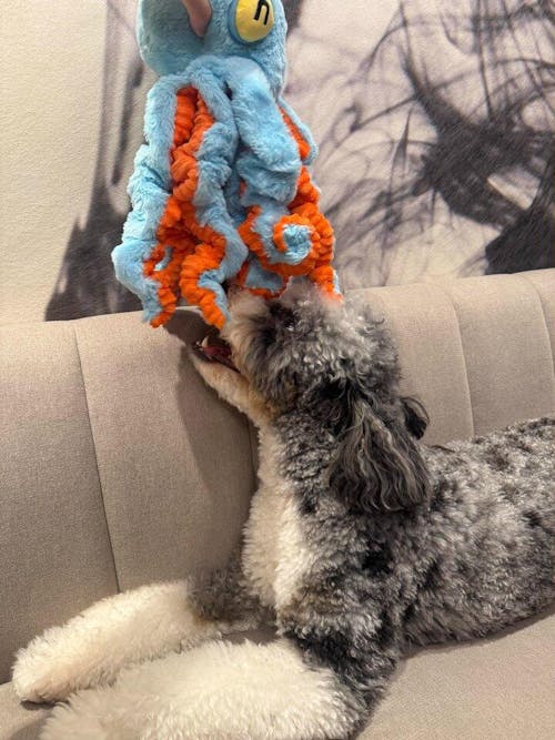 The Jolly Octopus – Squeaky Tug & Chew Toy