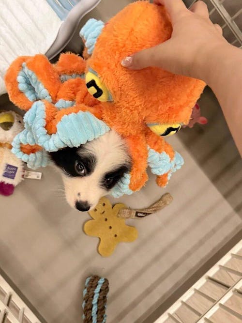The Jolly Octopus – Squeaky Tug & Chew Toy