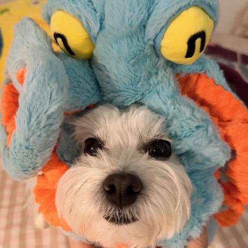 The Jolly Octopus – Squeaky Tug & Chew Toy