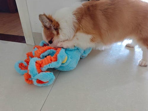 The Jolly Octopus – Squeaky Tug & Chew Toy