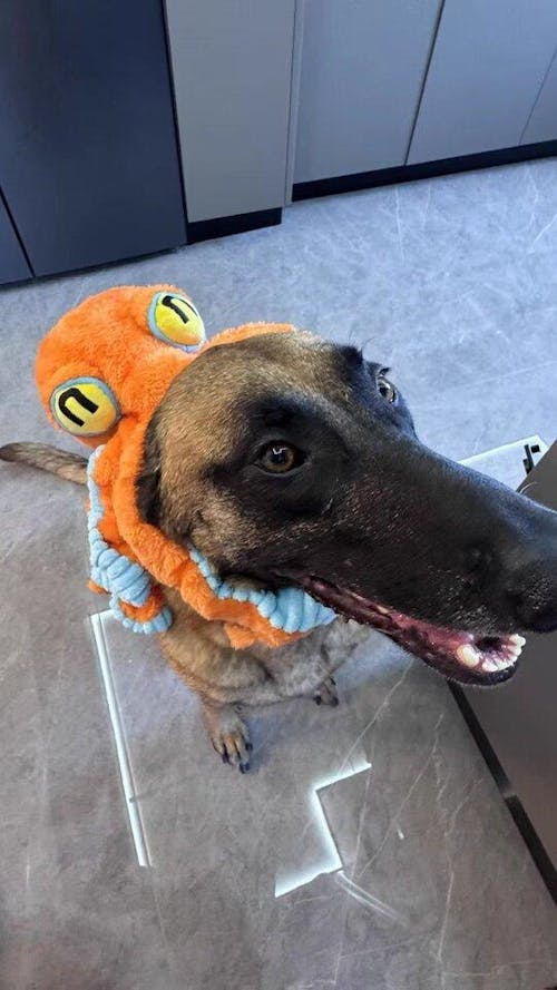 The Jolly Octopus – Squeaky Tug & Chew Toy