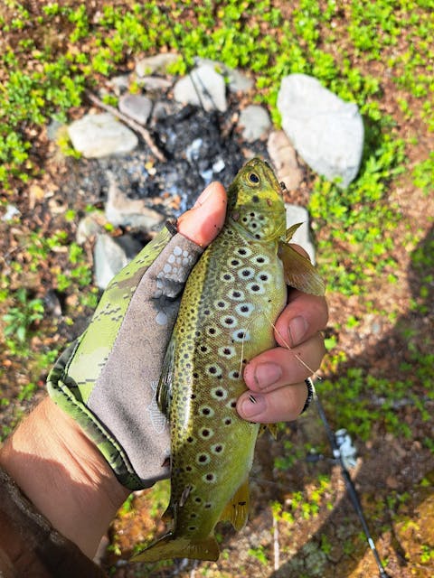 Maxximus Furvux UL 800 avokela